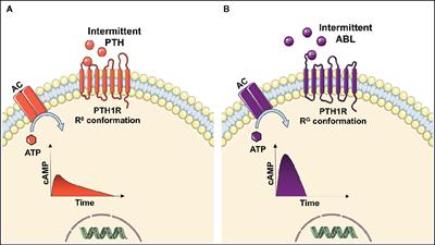 The Efficacy of PTH and Abaloparatide to Counteract Immobilization-Induced Osteopenia Is in General Similar